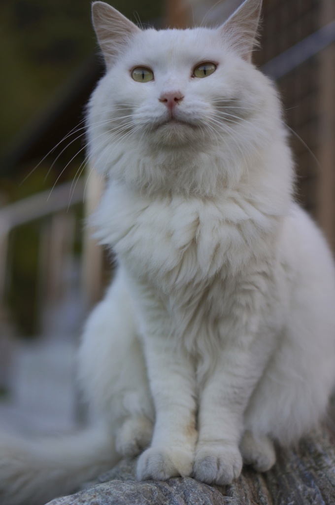 白猫