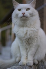 白猫