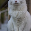 白猫