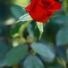 秋の薔薇