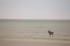 Etosha pan