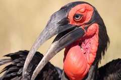 Southern Ground Hornbill