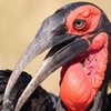 Southern Ground Hornbill