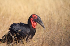 Southern Ground Hornbill