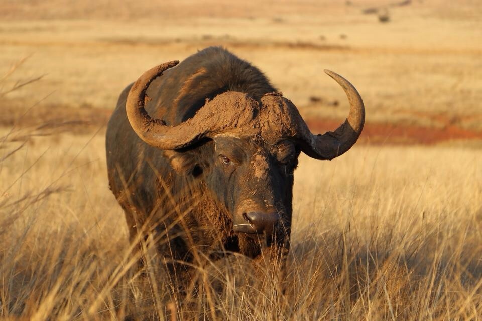 African buffalo