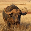 African buffalo