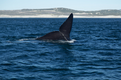 Southern Right Whale