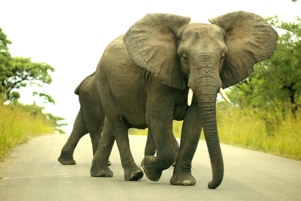 Elephants at Kruger Park
