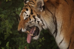 HungrynTiger