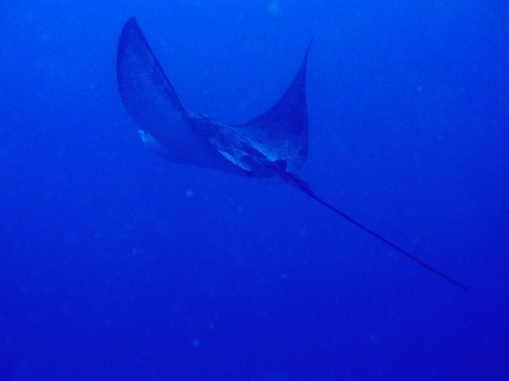 Eagle ray