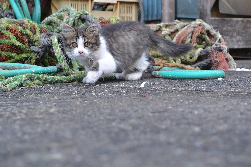 港の子猫