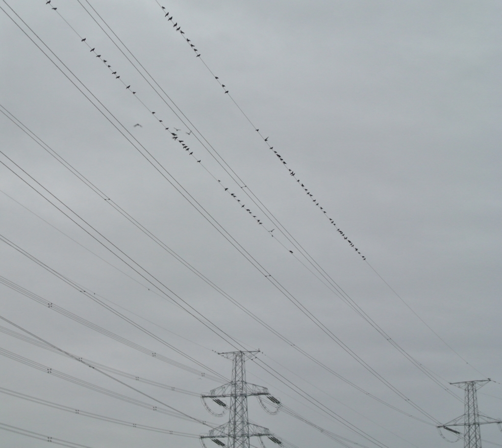 鳥たち