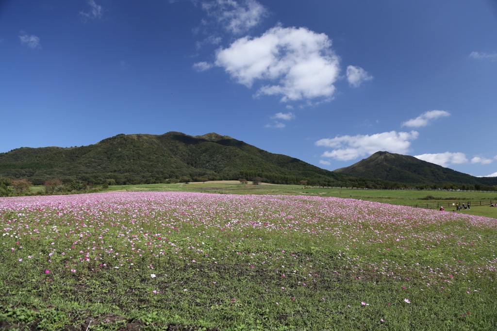 コスモスと蒜山