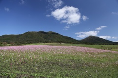 コスモスと蒜山