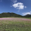 コスモスと蒜山