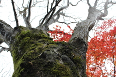 唐紅を身に纏い