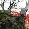 唐紅を身に纏い