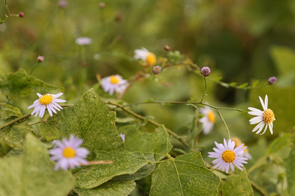 秋の野花