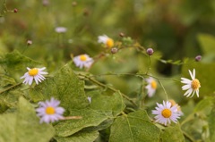 秋の野花