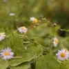 秋の野花