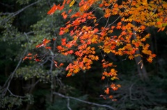紅葉