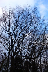 枝