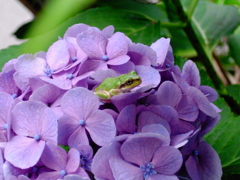 紫陽花と蛙