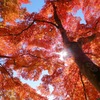 紅葉（筑波山）