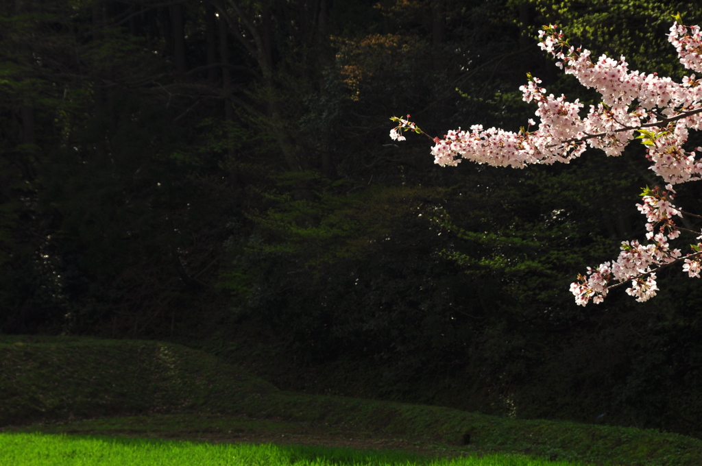 桜舞う♪