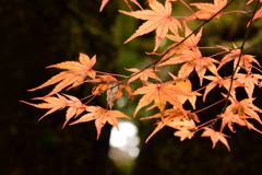 寺家公園