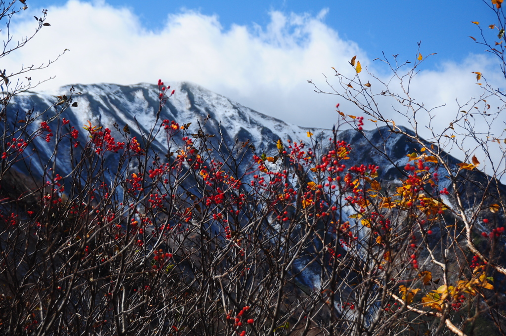 初雪とナナカマドの実♪