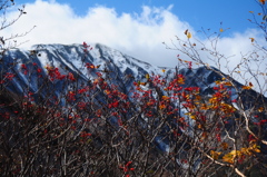初雪とナナカマドの実♪