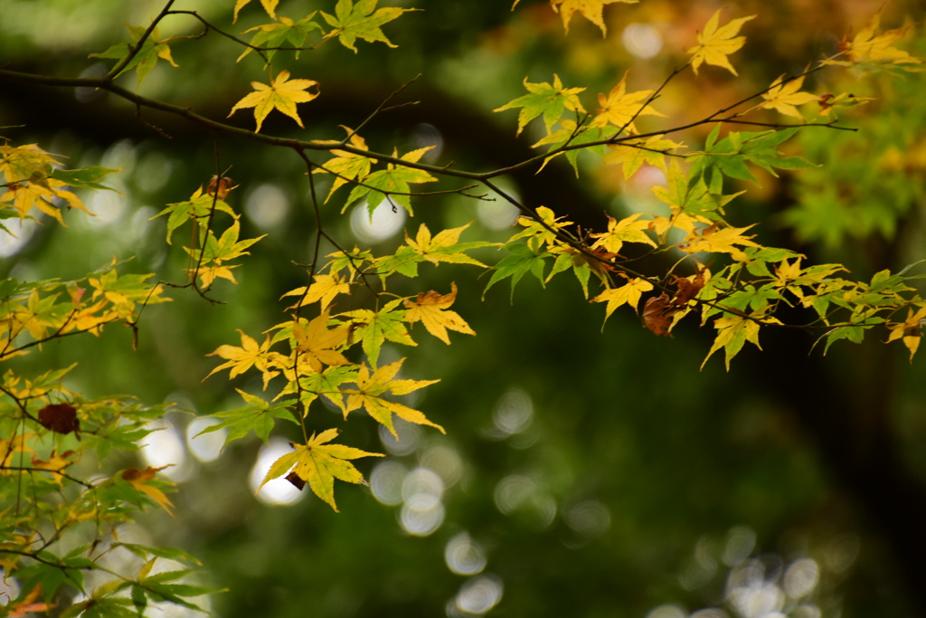寺家公園