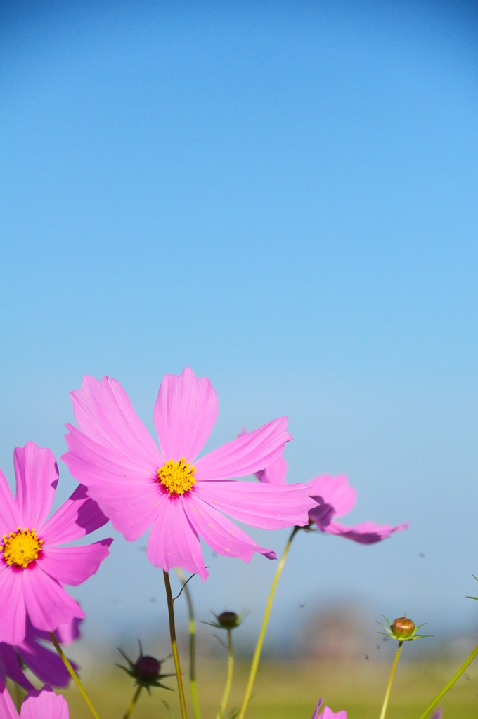 農道脇の秋桜♪