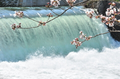 水辺の桜♪