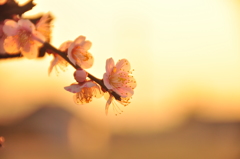 夕陽に包まれて♪