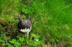 雷鳥・雄♪