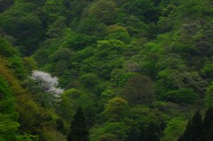 里山に咲く♪