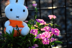 頑張れなでしこ♪