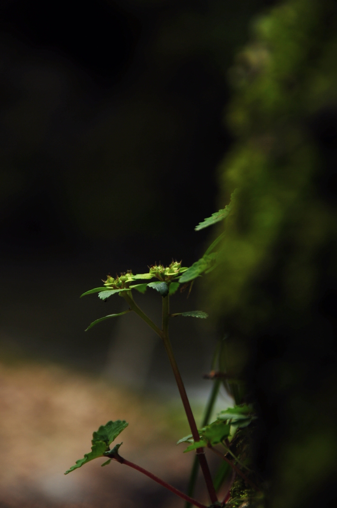 岩に寄り添って♪