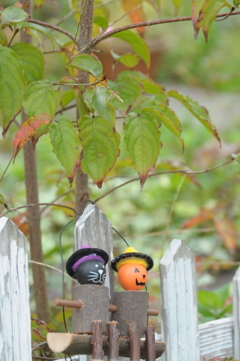 ハロウィン♪