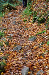 落ち葉を踏みしめて♪