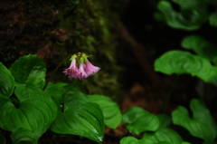 花の山旅♪