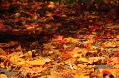落ち葉吹雪♪
