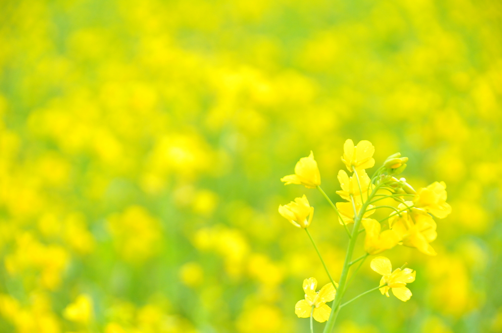 通りすがりに♪