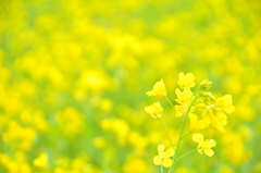 通りすがりに♪