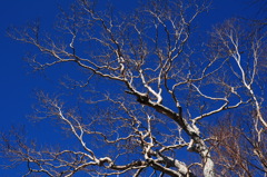 初冬の白馬大池♪