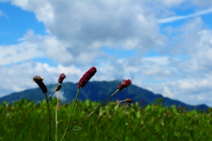 草原は秋♪