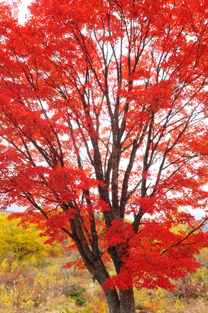 乗鞍高原の大楓♪