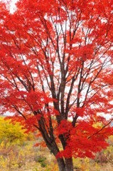 乗鞍高原の大楓♪